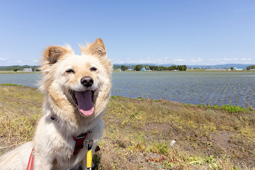 感謝の気持ちを込めて　本日23時に終了します