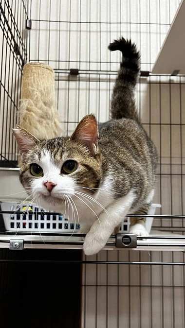 チャチャちゃんトライアルに出発！