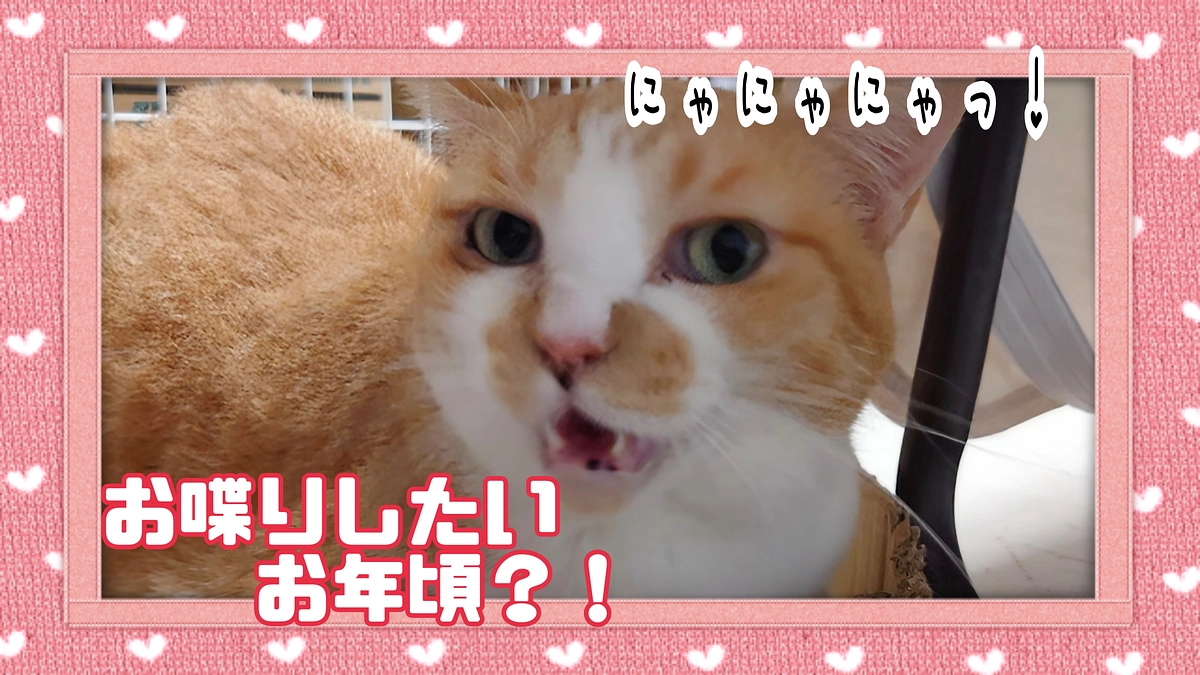 大人猫でも慣れていくということを伝えていきたい