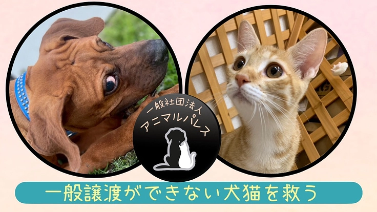 一般譲渡ができない犬猫たちを救い続ける｜アニパレサポーター募集