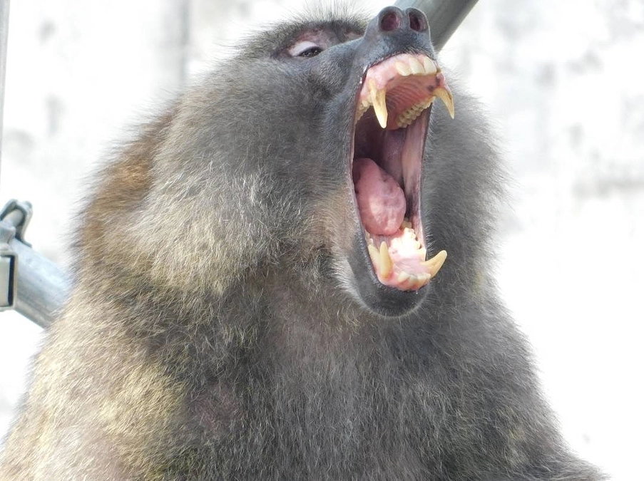 【クラファン活動報告29】なんじゃこれ？？なギフト紹介　歯プリカ編