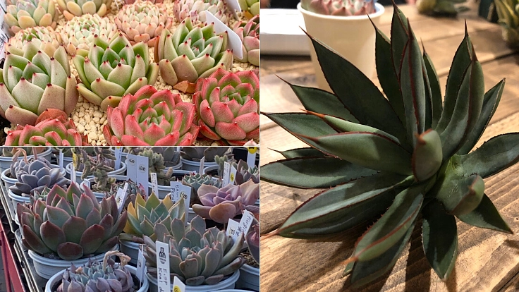 良質な多肉植物をもっと身近に、「アガベ」輸入プロジェクト！