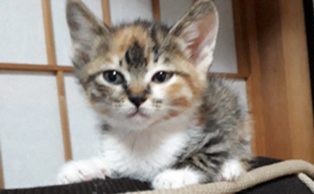 仔猫達の幸せのために（リターン不要）