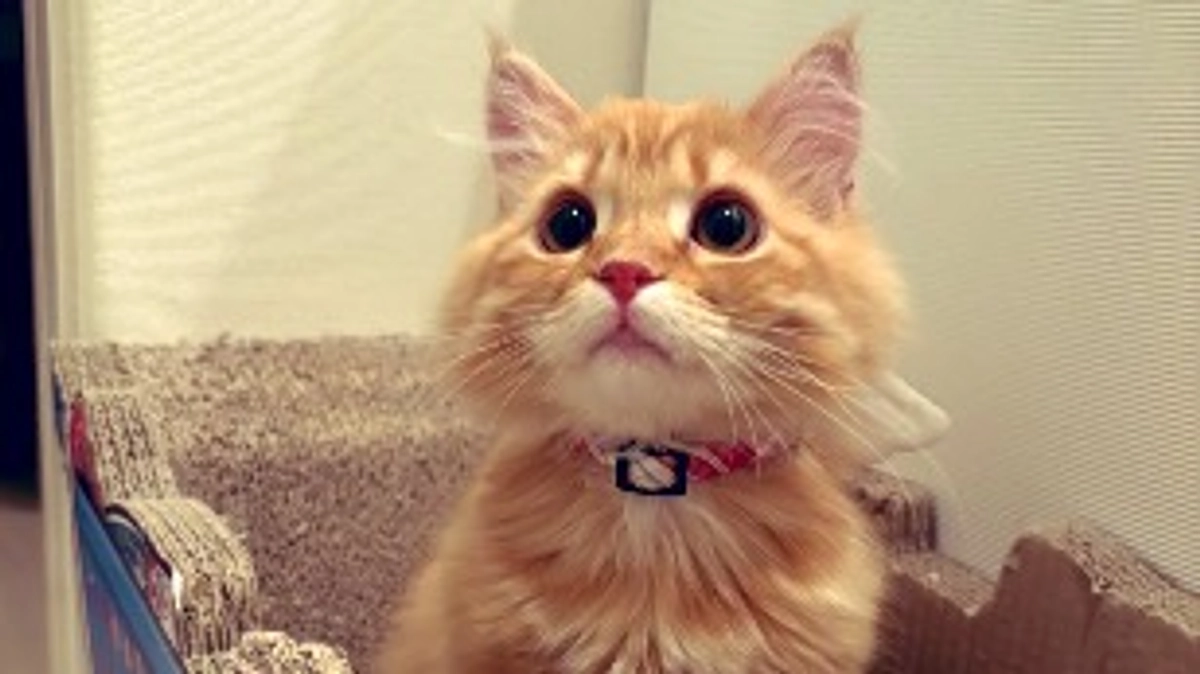 お願いします！