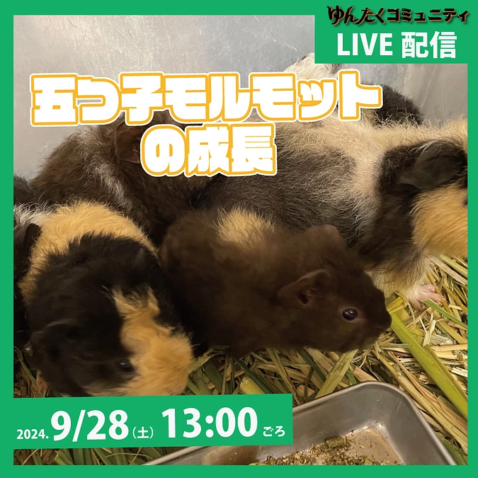 ゆんたくコミュニティ限定ライブ配信「五つ子モルモットの成長」