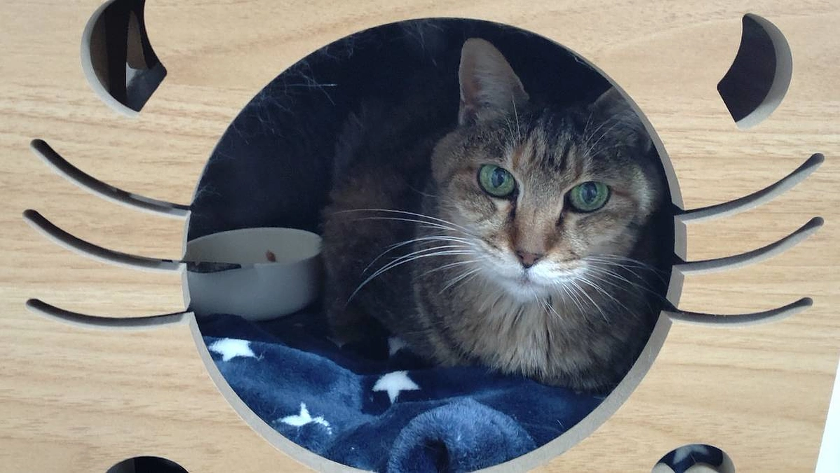 【進捗状況⑯】リターン「完成披露オンライン内覧会」のURL送付をしました