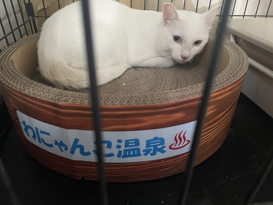 応援コメントのお返事遅れてすみません🙇‍♀️メンバーリレー4人目