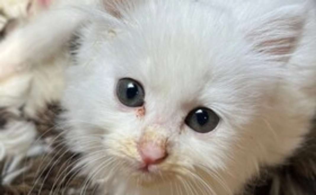 ご支援額1,000円