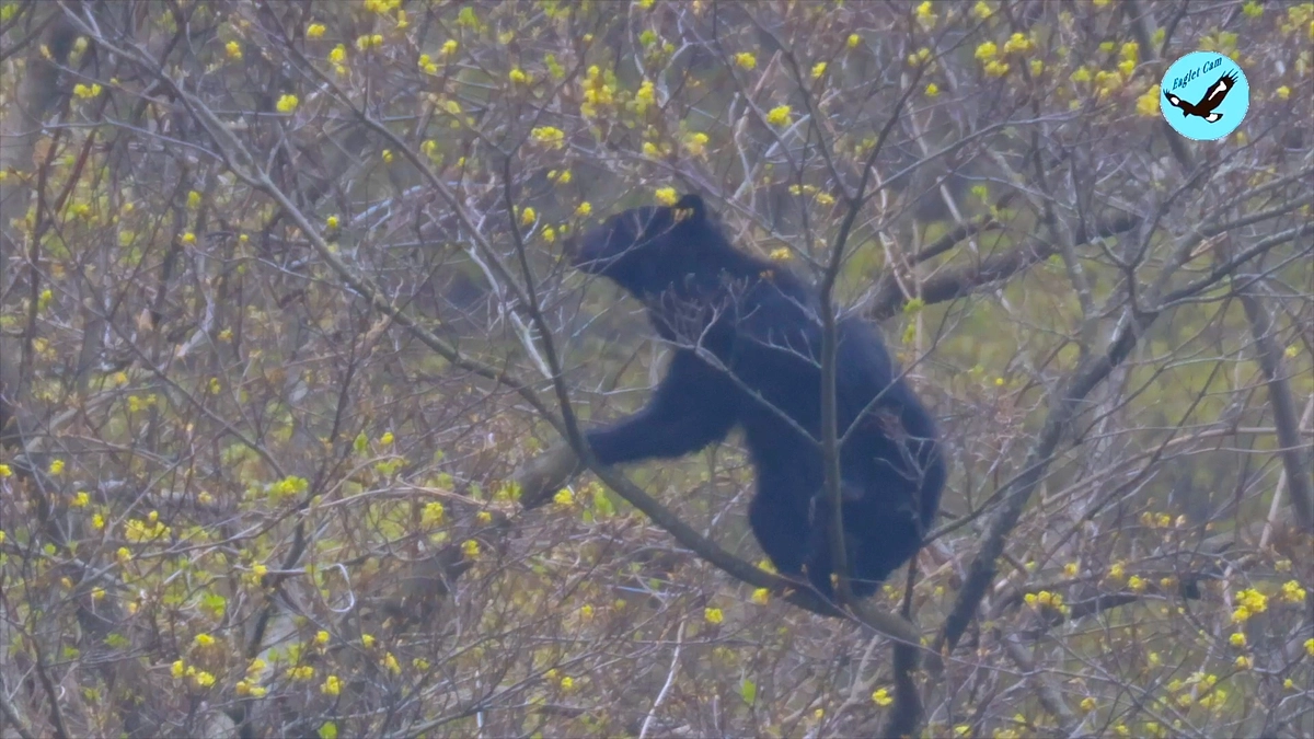 ツキノワグマ、くくり罠で手のひら切断か