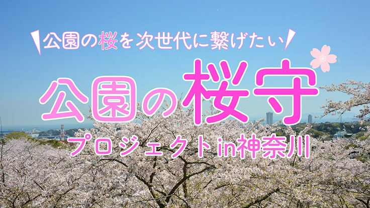 公園の桜守プロジェクトin神奈川～公園の桜を次世代に繋げたい～（公益
