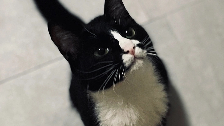 まだ1歳、もっと遊びたい！FIPと闘うやんちゃ猫“アル”に希望を