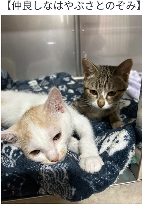 「後ろ足を骨折していた3匹の保護子猫──手術と断脚を乗り越えて、3匹一緒に迎えた新しい未来」