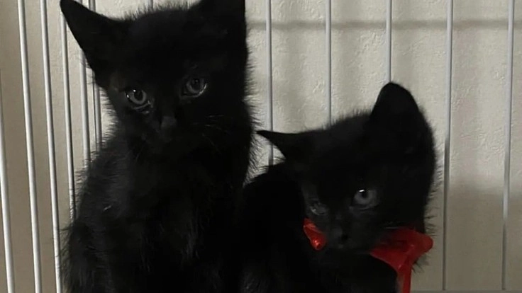 虐待されて命を落とす地域猫を一匹でも減らしたい！！