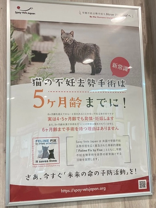 Happy Tabby Clinic研修記②