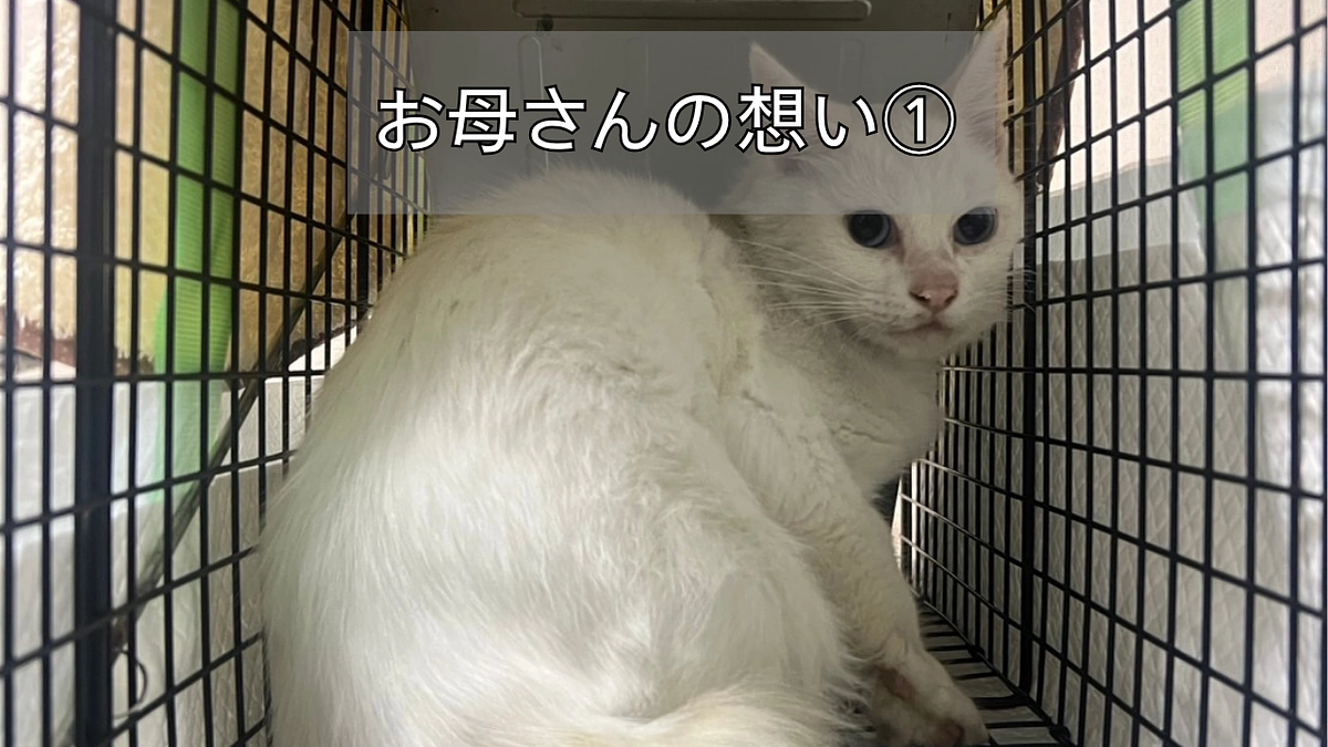 お母さんの想い①🌸#6.7.8