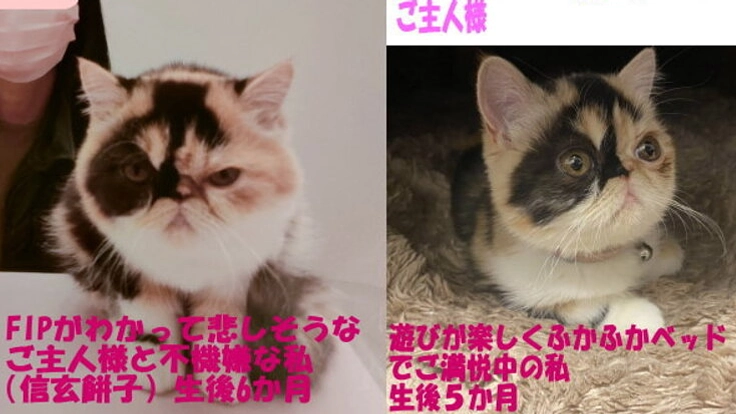 生後6か月で難病の猫伝染性腹膜炎【FIP】を発症した愛猫に希望を！