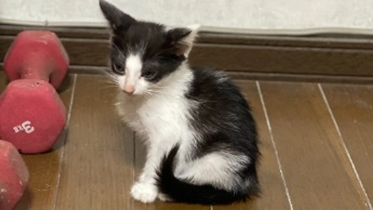 黒三毛ちゃんの正式譲渡と、白三毛ちゃんのトライアル開始