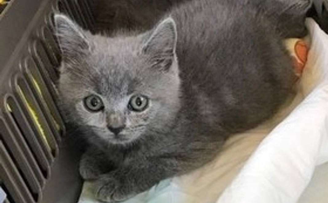 猫ですが、ワンコイン応援!