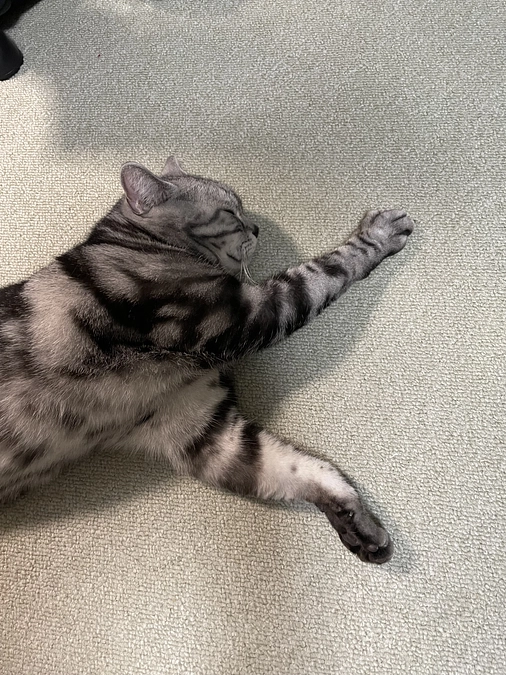 本日の銀時(投薬残り10日)