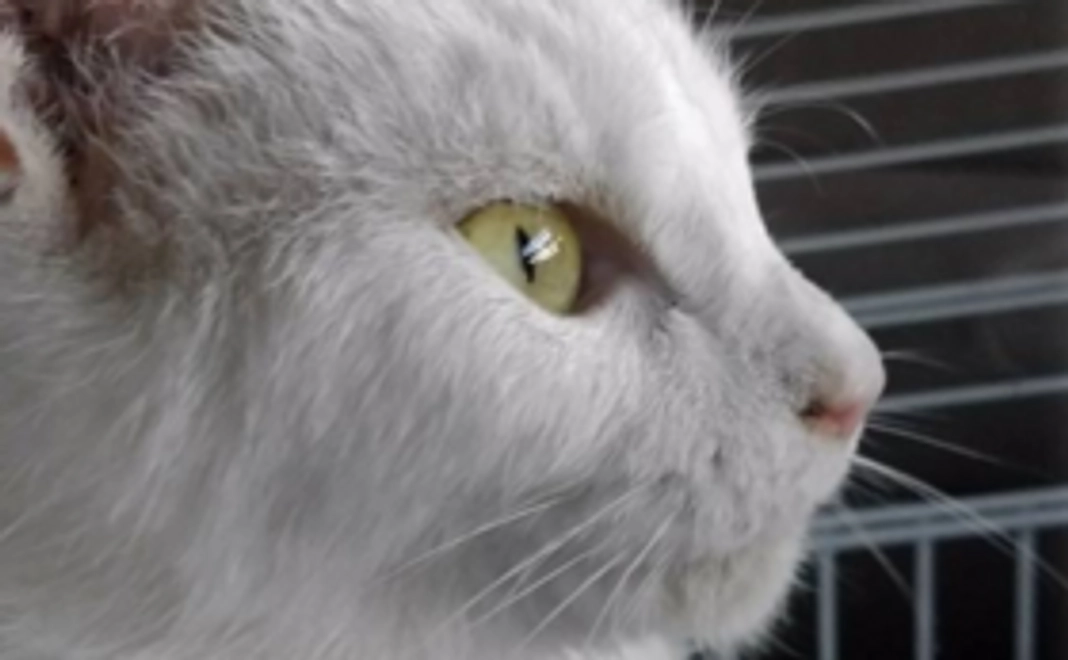 サンクスメール 希ちゃんの様子と共に