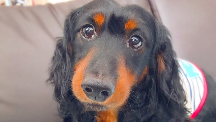 (環軸亜脱臼の手術費用)愛犬えびぞうを助けていただけないでしょうか