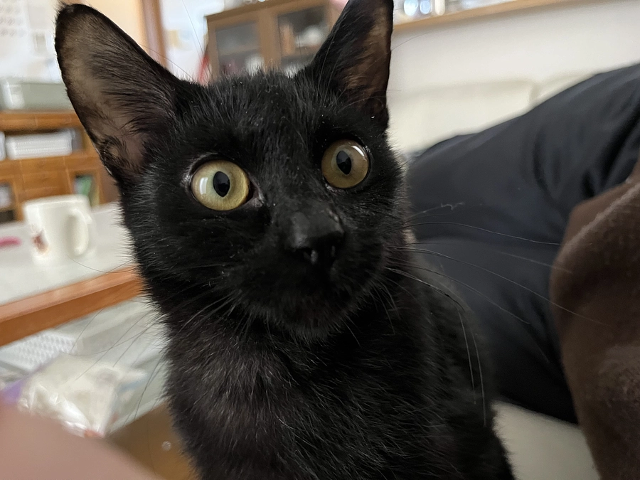 少しずつトイレを覚えるようになりました。