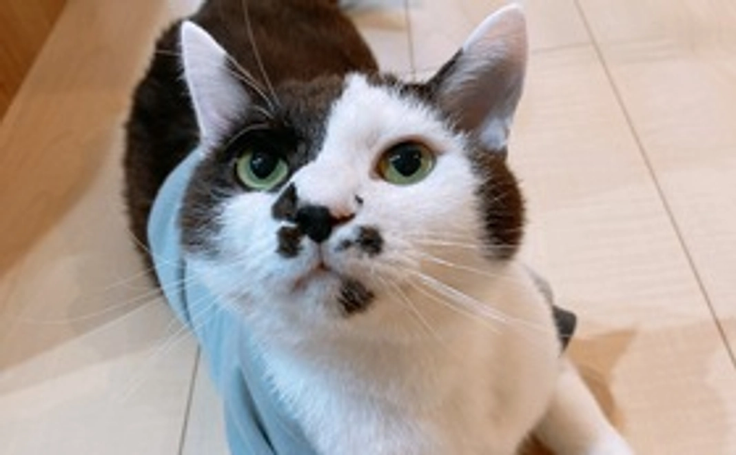 頑張れ！がんも【500円】