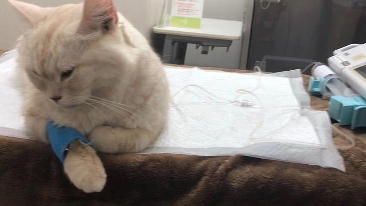 「拡張型心筋症」と「脳障害」で闘病中のキキを助けてください