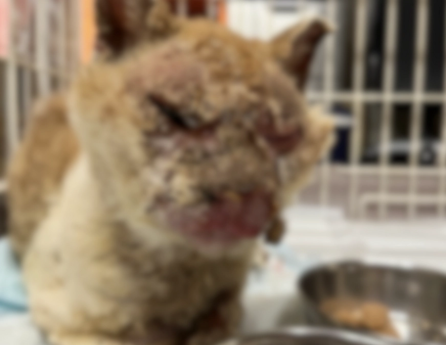 活動報告(２０２４.８月）