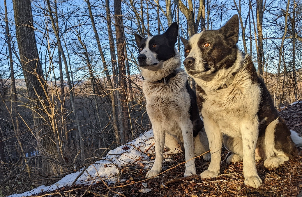 レラの母「タマ」が10歳の誕生日を迎えました。