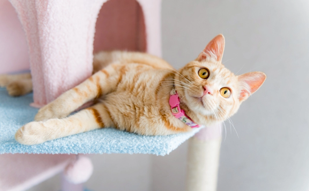 【リターン不要の方向け】お気持ち支援｜3,000円