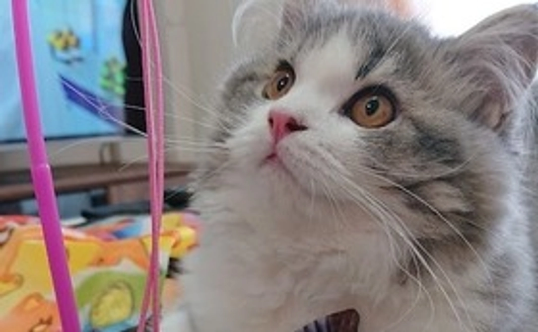 感謝のメールをお送りいたします！