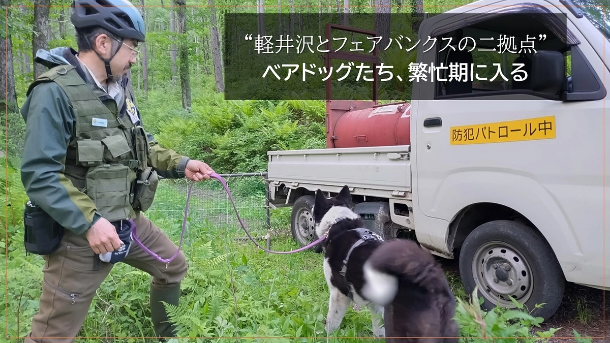 “軽井沢とフェアバンクスの二拠点” ベアドッグたち、繁忙期に入る