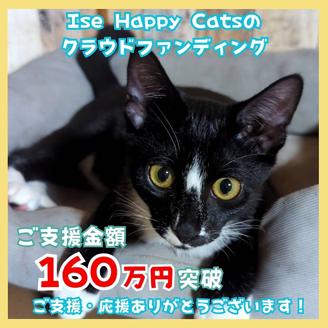 挑戦19日め！58％達成中！ロードキルのおはなし