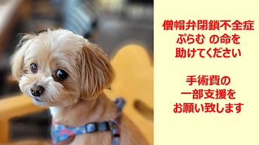 僧帽弁閉鎖不全症　ぷらむの命を繋ぎたい　手術費用ご支援のお願い のトップ画像