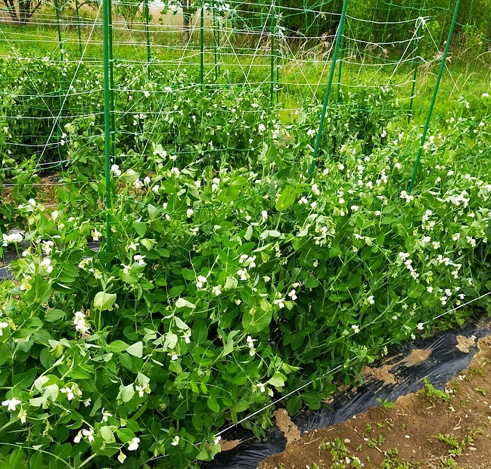 お礼と感謝です