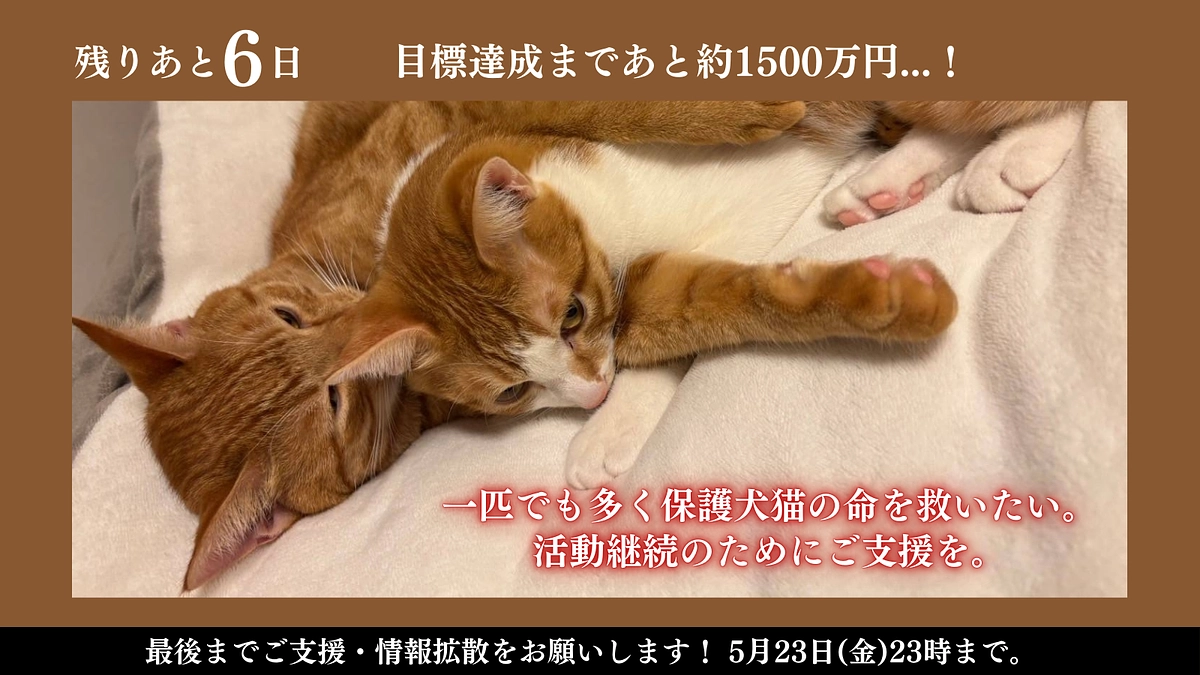 【残り6日】たくさんの応援のコメント、本当にありがとうございます。