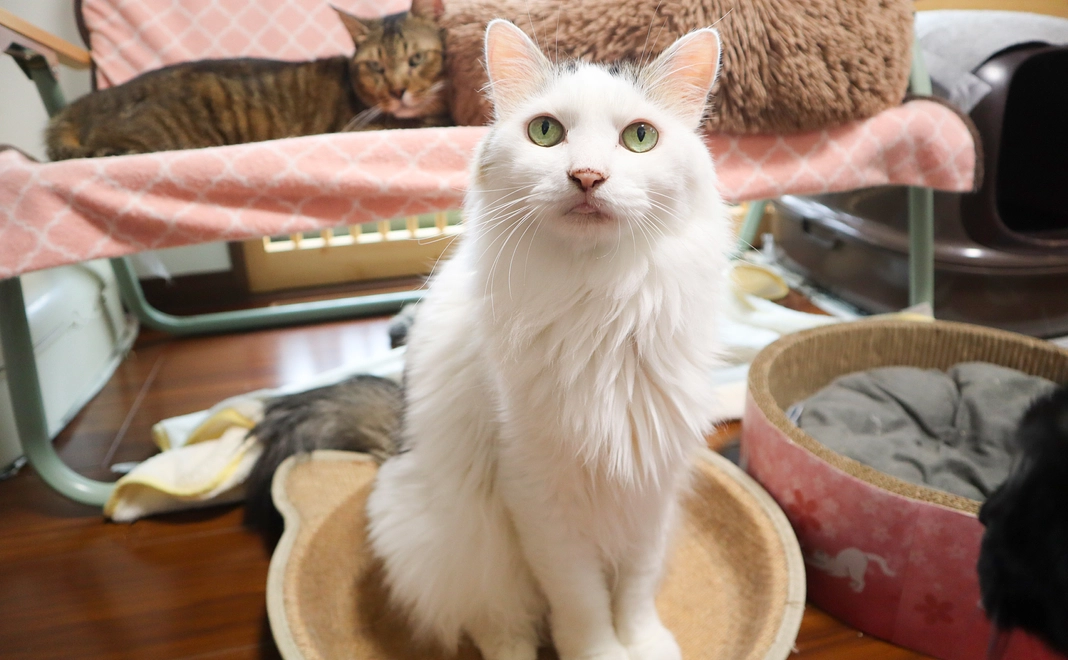 毎月1万5千円コース