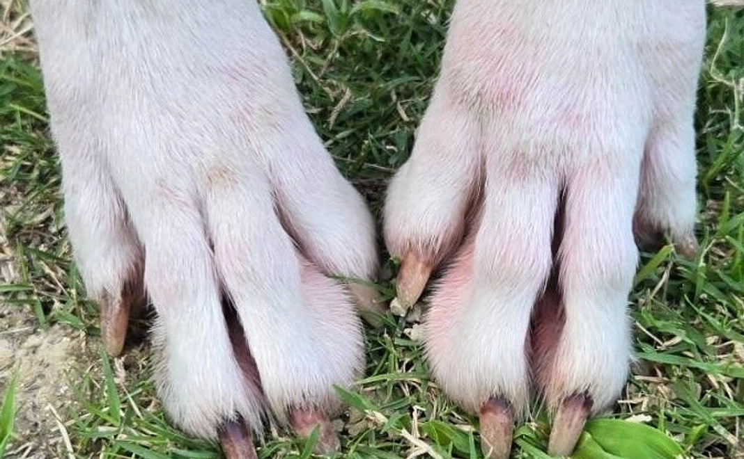 応援ワン１コース