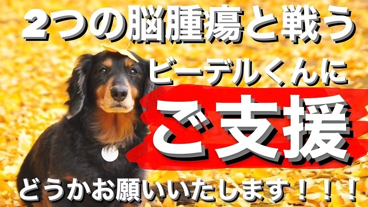 2つの脳腫瘍と戦うビーデルくん。どうかご支援お願いいたします！
