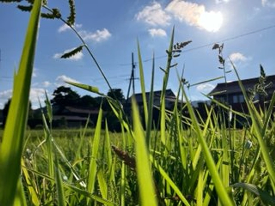 田んぼのひえとり