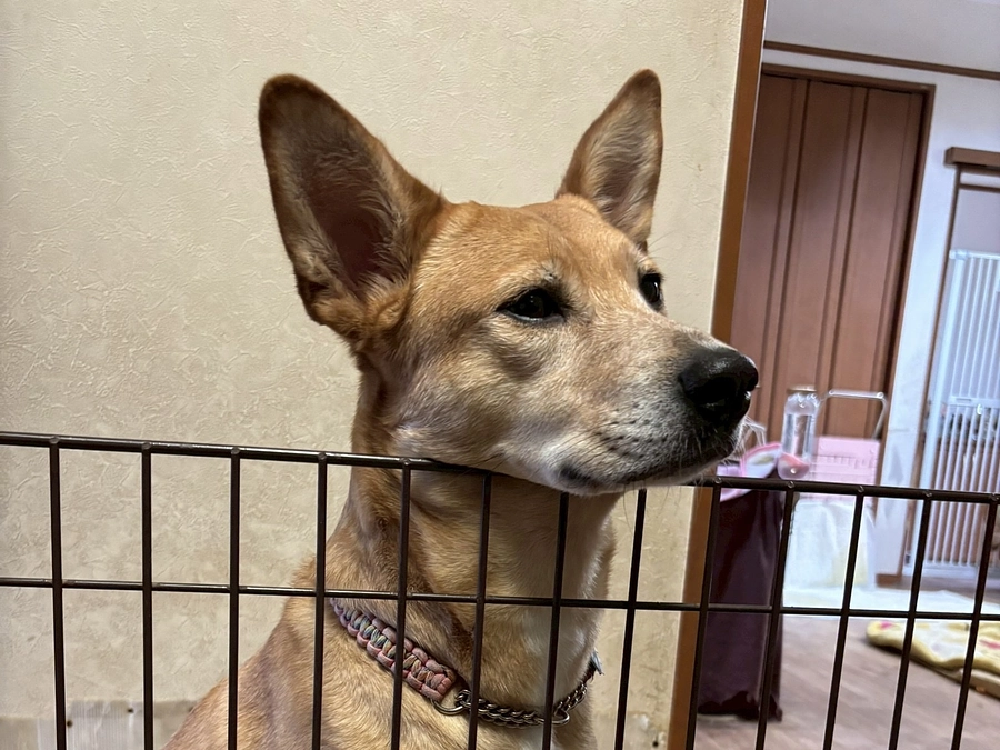 レーベンのワンコのご紹介～チャコのお散歩