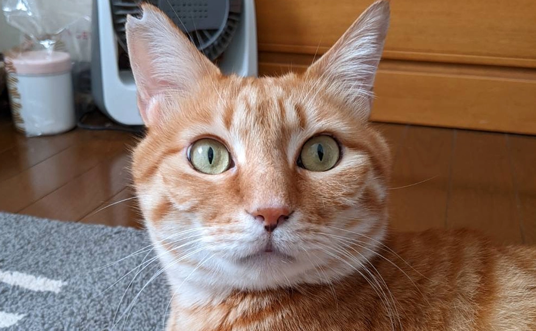 応援サポーター