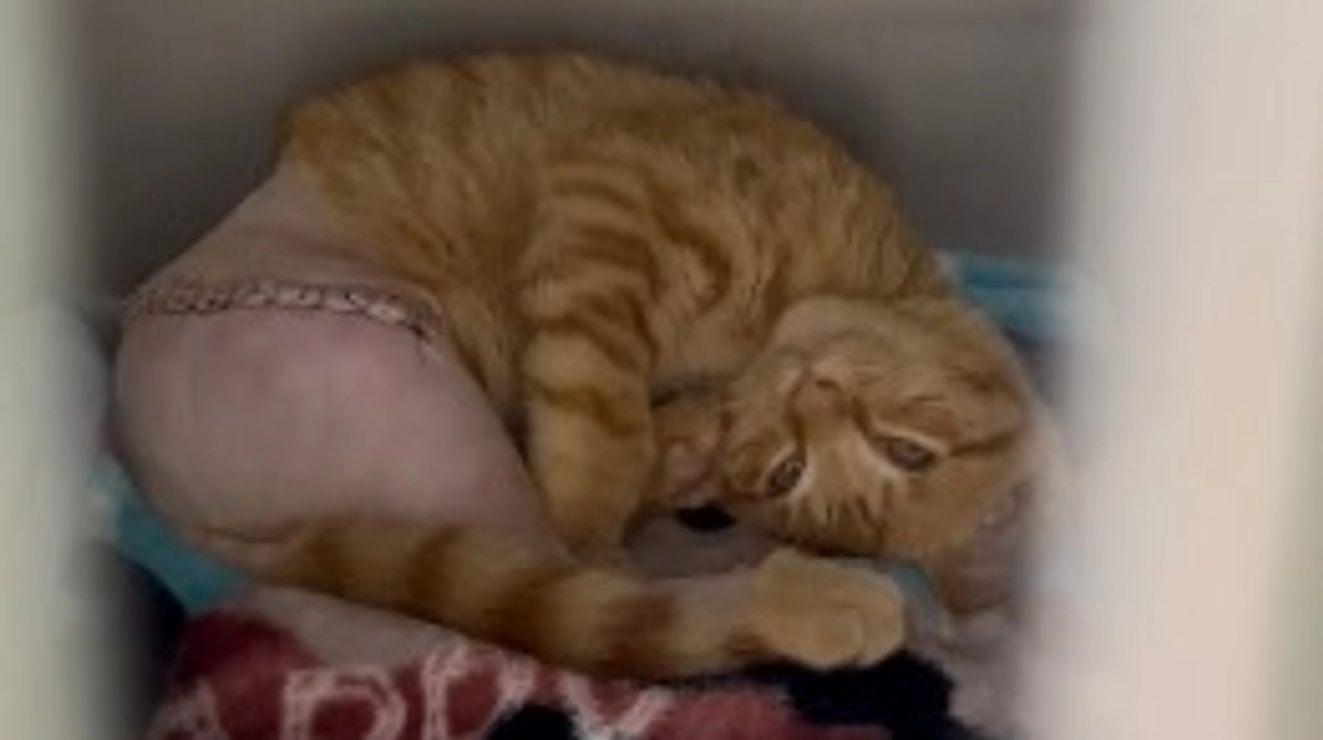 手術後のめいちゃん