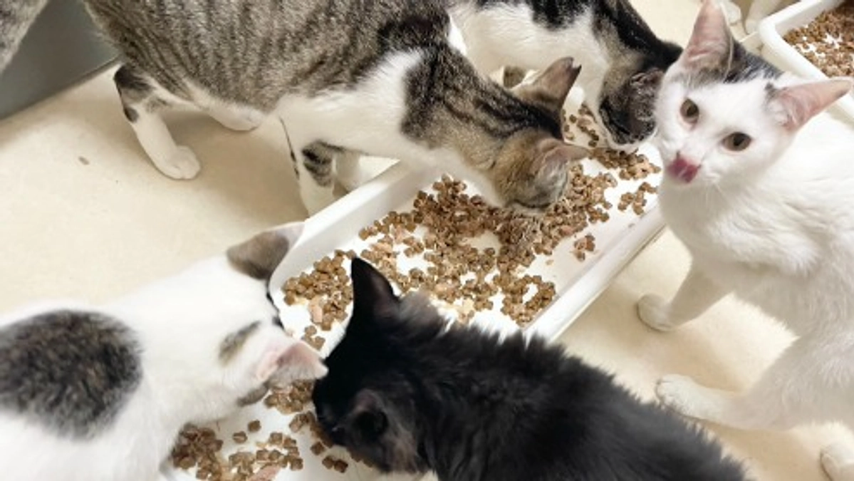 通院報告《追加の医療費明細とふわちゃんの診断書》