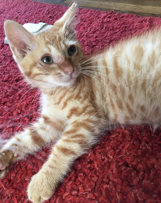 小梅ちゃんの命名について