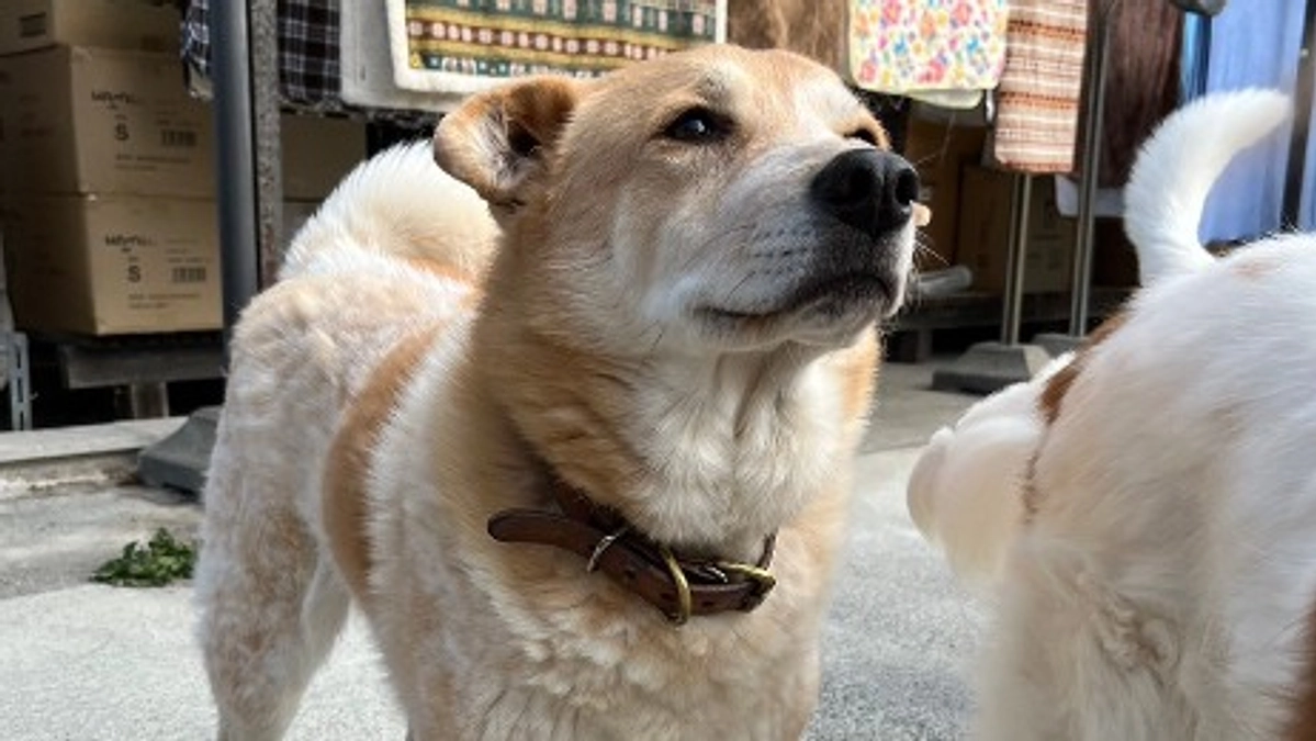 快適なドッグラン -2019年クラウドファンディング-