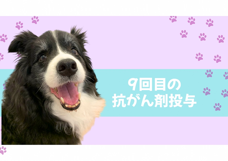 9回目の抗がん剤投与の日