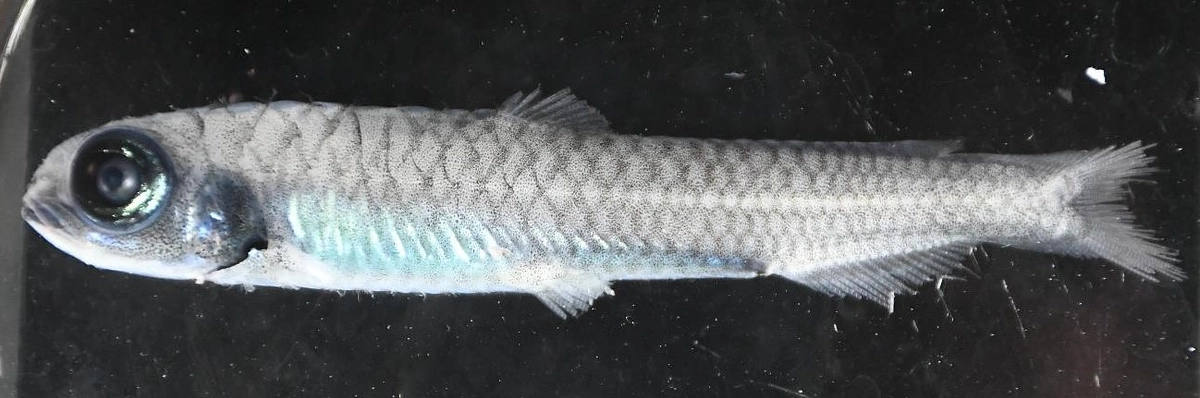 2024年1月27日「夏季限定、食べ放題キャンペーン！」