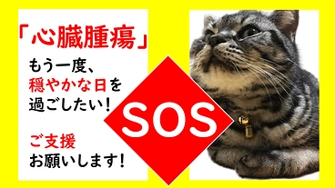 猫には少ない心臓腫瘍。もう一度、猫らしい生活を。助けてください！ のトップ画像